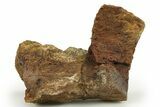 Dinosaur Bone Section - Wyoming #283715-1
